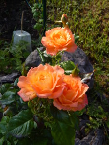 DSCN3222.JPG