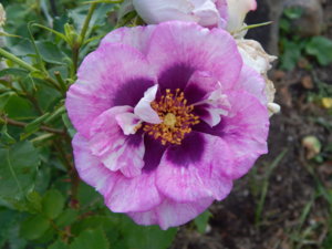 DSCN3065.JPG