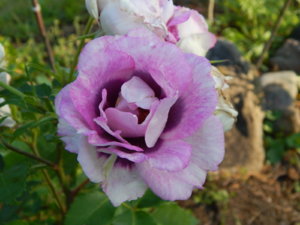 DSCN3180.JPG