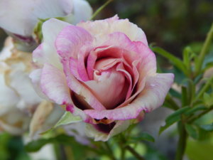 DSCN3216.JPG