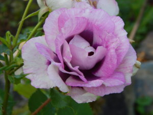DSCN3217.JPG