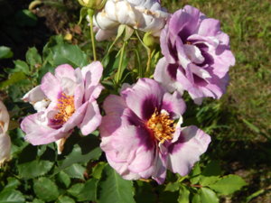 DSCN3229.JPG