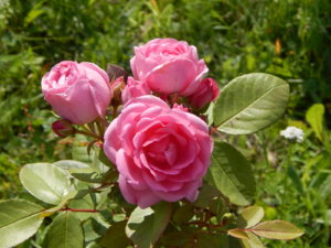 DSCN3042.JPG
