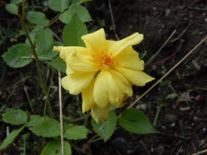 DSCN3062.JPG
