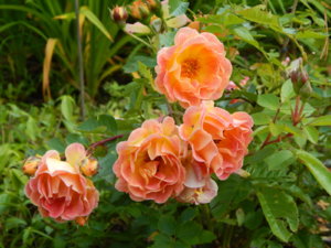 DSCN3094.JPG