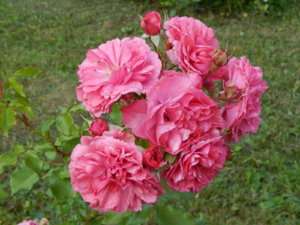 DSCN3116.JPG