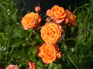 DSCN3139.JPG