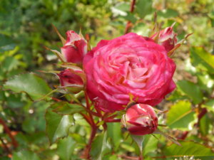 DSCN3162.JPG
