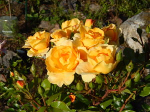 DSCN3215.JPG