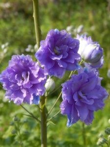 DSCN3168.JPG