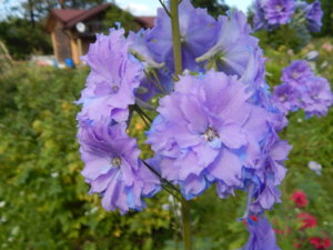 DSCN3175.JPG