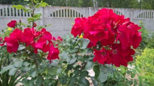 WP_20190723_14_53_27_Pro_LI.jpg