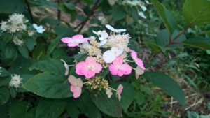 WP_20190723_14_57_12_Pro_LI.jpg