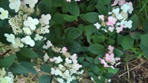 WP_20190723_14_57_46_Pro_LI.jpg
