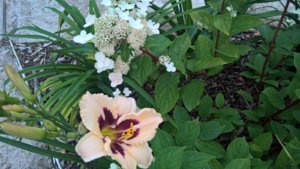 WP_20190723_14_54_50_Pro_LI.jpg