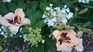 WP_20190723_14_55_15_Pro_LI.jpg