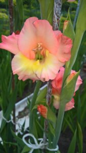 WP_20190723_15_02_06_Pro_LI.jpg