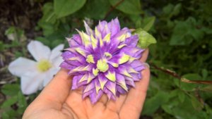 WP_20190723_15_00_15_Pro_LI.jpg