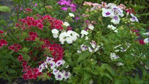 WP_20190723_15_04_58_Pro_LI.jpg