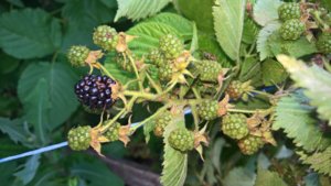 WP_20190723_14_56_28_Pro_LI.jpg