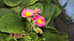 WP_20190723_15_01_25_Pro_LI.jpg