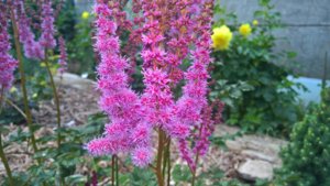 WP_20190723_14_54_10_Pro_LI.jpg