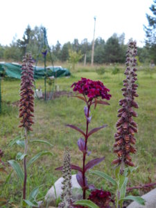 DSCN3078.JPG