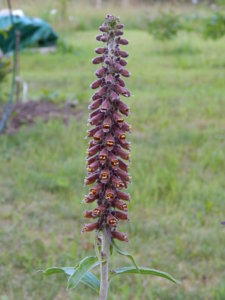 DSCN3080.JPG