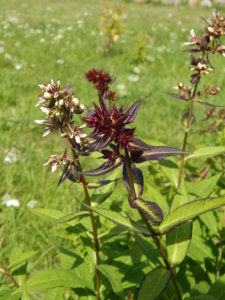 DSCN3054.JPG