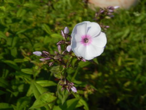 DSCN3136.JPG