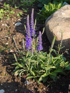 DSCN3190.JPG