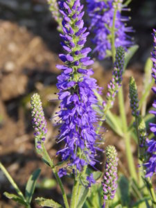 DSCN3191.JPG