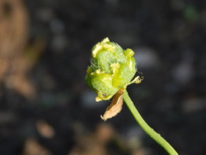 DSCN3184.JPG