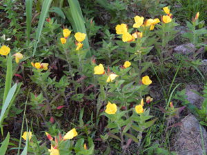 DSCN3223.JPG