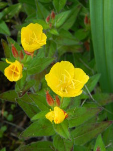 DSCN3225.JPG