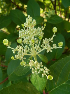 DSCN3227.JPG
