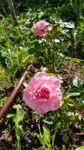 20190720_182224.jpg
