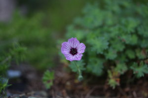 IMG_0177.JPG