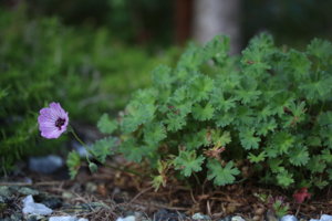 IMG_0181.JPG