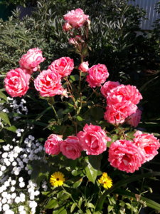 20190723_103617.jpg