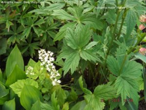 2019.07.22 листья астранции Astrantia major_ Dark Shiny Eyes и Rosea_ ф_ DSCF4057.jpg