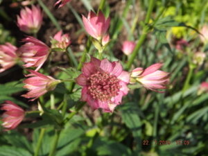2019.07.22 Астранция _Major ’Rosea’_ DSCF4088.JPG