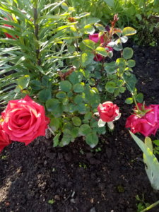 IMG_20190726_081236.jpg