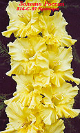 zolotoros1-mirgladiolus.jpg