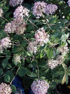 20190729_074338.jpg