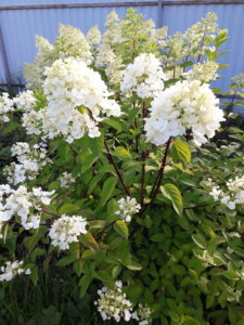 20190729_073846.jpg