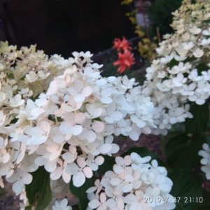 IMG_20190727_211035.jpg