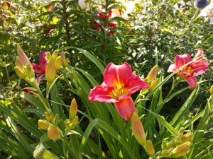 IMG_20190729_090838.jpg