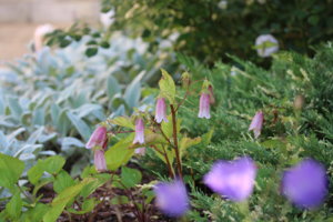 IMG_0444.JPG
