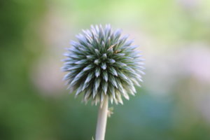 IMG_0467.JPG